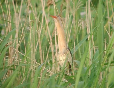 Woudaap / Little Bittern