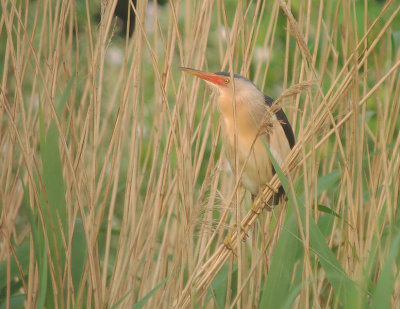 Woudaap / Little Bittern