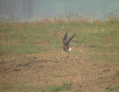 Vorkstaartplevier / Collared Pratincole