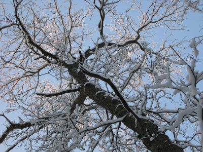 Tree in Winter