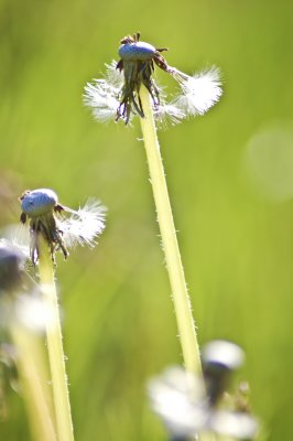 The Lowly Dandelion-3.jpg