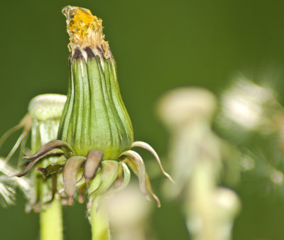 The Lowly Dandelion-4.jpg