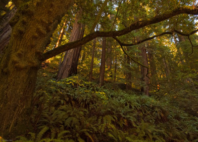 Muir Woods
