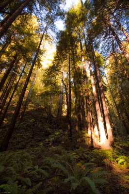 Young redwoods