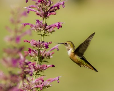 Broad-tailed hummer