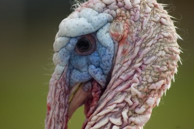 Pee-Wee the turkey up close