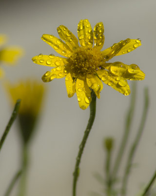 DSC_6451.jpg