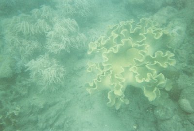 Coral.jpg