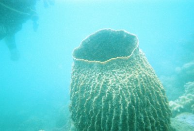 Coral 2.jpg