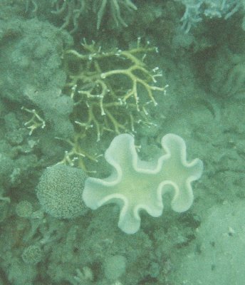 Coral 4.jpg