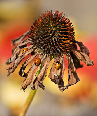 20071001-ConeFlower001.jpg