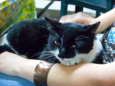 20081024-CosannaCat001.jpg