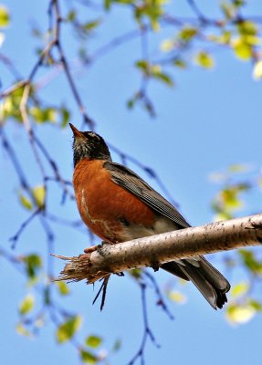 20090529-Robin001.jpg