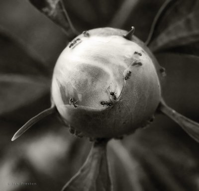 20090624-Peony001B&Wa.jpg