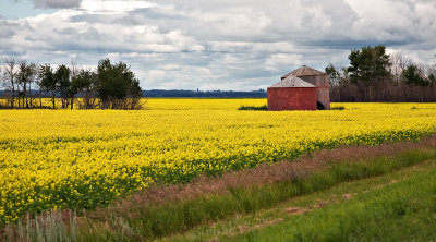 20090729-Canola001.jpg