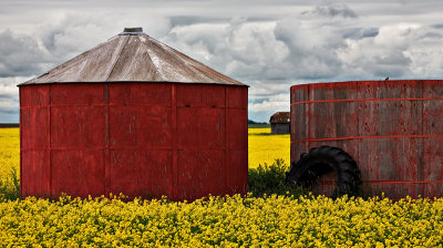 20090729-Canola002.jpg