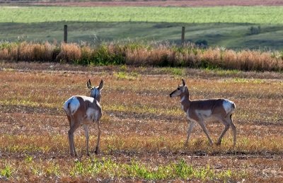 20090908-Pronghorn001.jpg