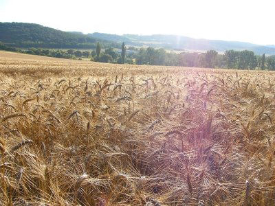 wheat field