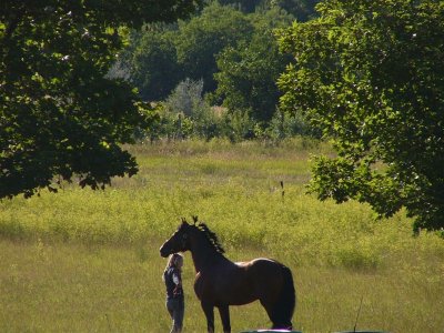 dressage_team