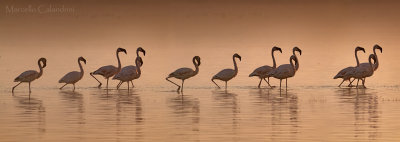 flamingos mist1500.jpg