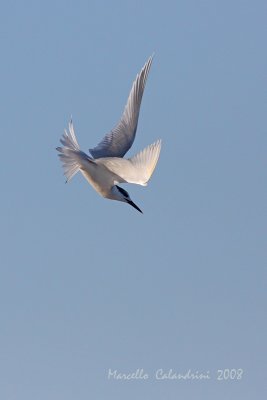 IMG_3535.jpg