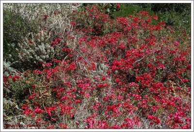 Bougainvillée