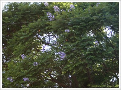 Jacaranda