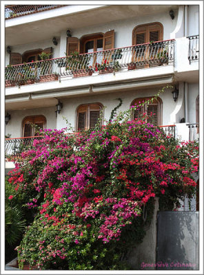 Bougainvillées