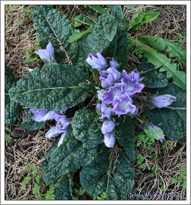 Mandragore / Mandragora autumnalis