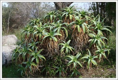 Aloe arborescens