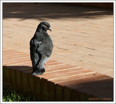 Le pigeon de Lili  Monreale /  Il piccione di Lil a Monreale