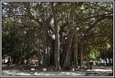 Ficus macrophylla ou  Ficus magnolioide ou Figuier del la Baie de Moreton