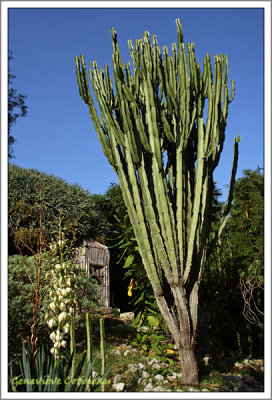 Fleur de Yucca et  Euphorbia candelabrum