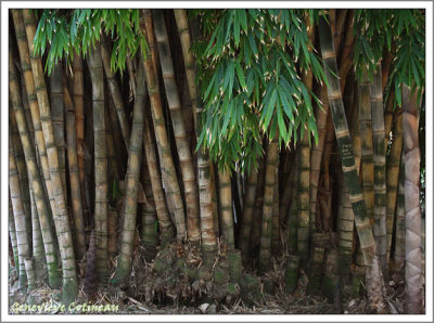Bambou / Bamb