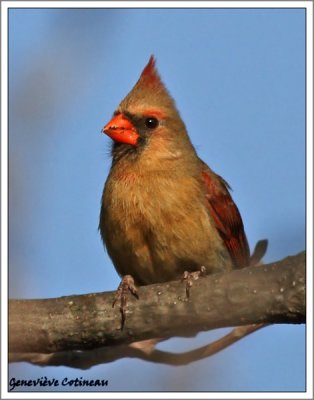 Cardinal rouge (f) / Cardinalis cardinalis