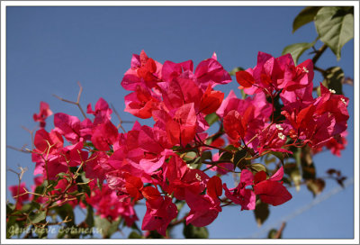 Bougainville /  Bougainvillea