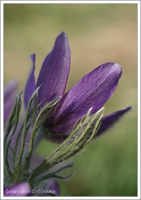 Anmone pulsatille /  Pulsatilla vulgaris