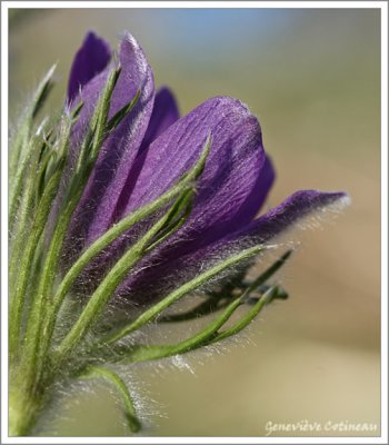 Anmone pulsatille /  Pulsatilla vulgaris