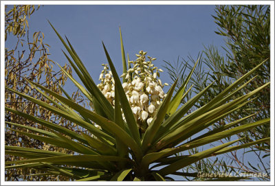 Yucca en fleurs