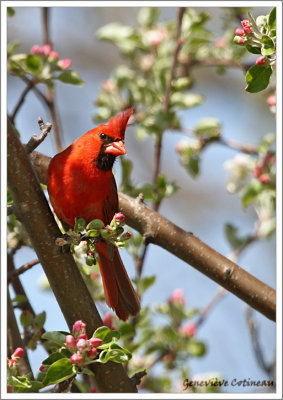 Cardinal rouge / Cardinalis cardinalis