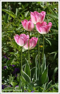 Tulipes