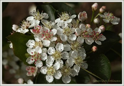 Aronie  fruits noirs / Aronia melanocarpa