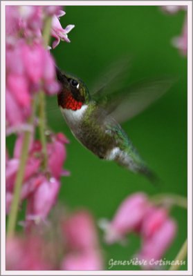 Colibri à gorge rubis (m) / Archilochus colubris