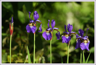 Iris de Sibrie / Iris sibirica