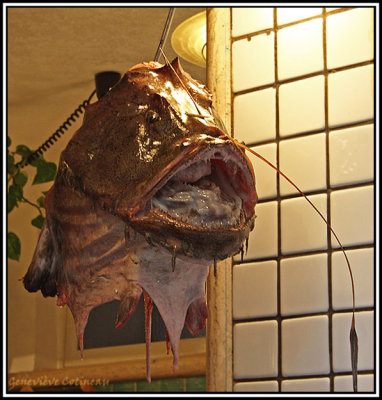 Tte de baudroie ou lotte  /testa di  rana pescatrice o coda di rospo