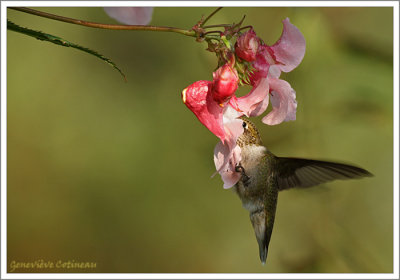 Colibri  gorge rubis (m) / Archilochus colubris