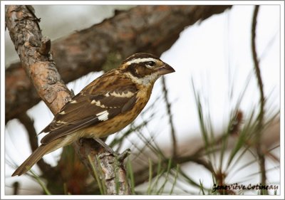 Cardinal  poitrine rose (immature) / Pheucticus ludovicianus