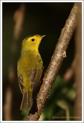 Paruline  calotte noire(m) / Wilsonia pusilla