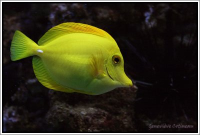 Acquario di Siracusa / Aquarium