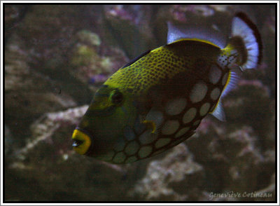Acquario di Siracusa / Aquarium
